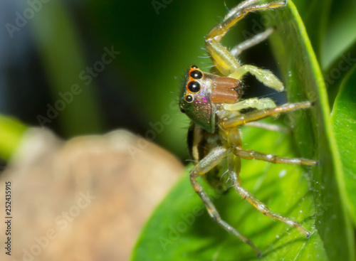 Spider, macro of insect in wild, animal in nature, close-up animal in wild