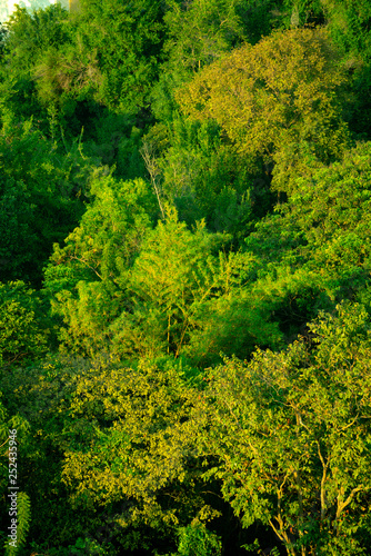 Forest and tree from the top view