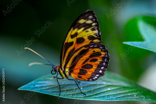 Closeup   beautiful butterfly sitting on flower. © blackdiamond67