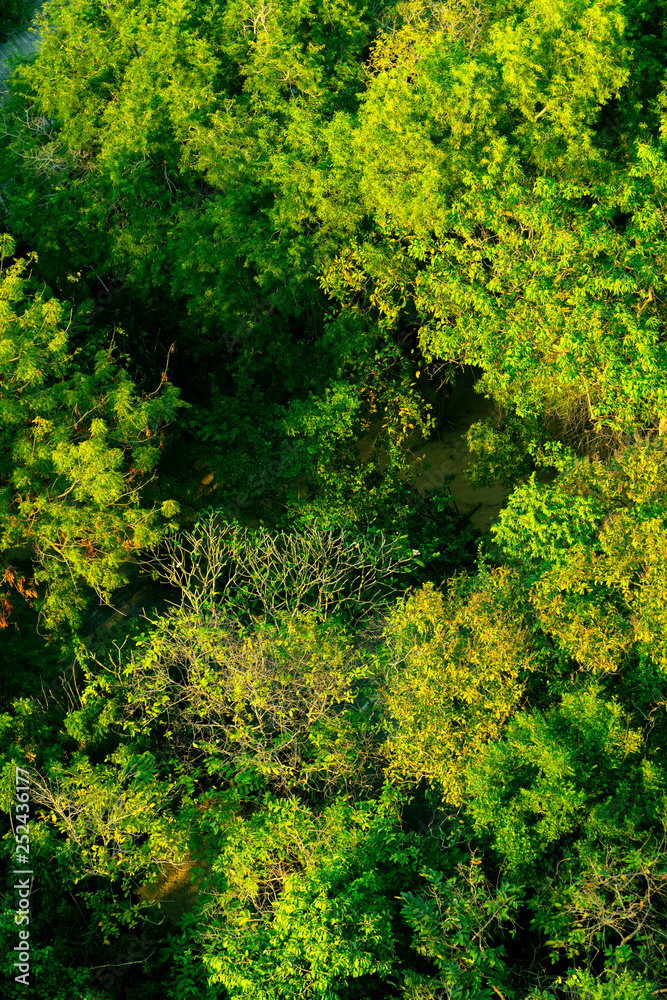 Obraz premium Forest and tree from the top view