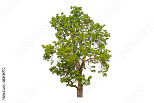 Single Green tree with clipping path on white background