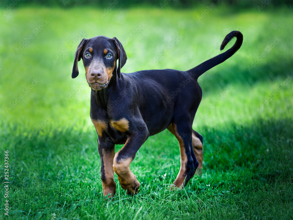 young black doberman puppy on green grass young black doberman puppy on green grass