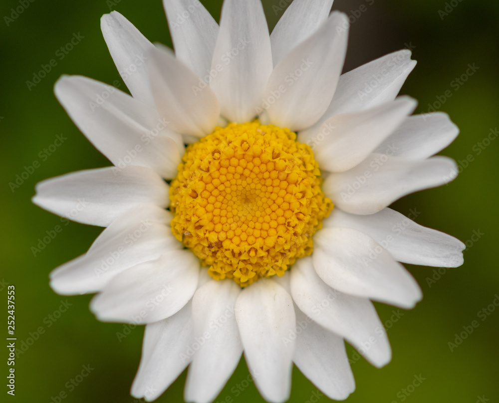 daisy on black background