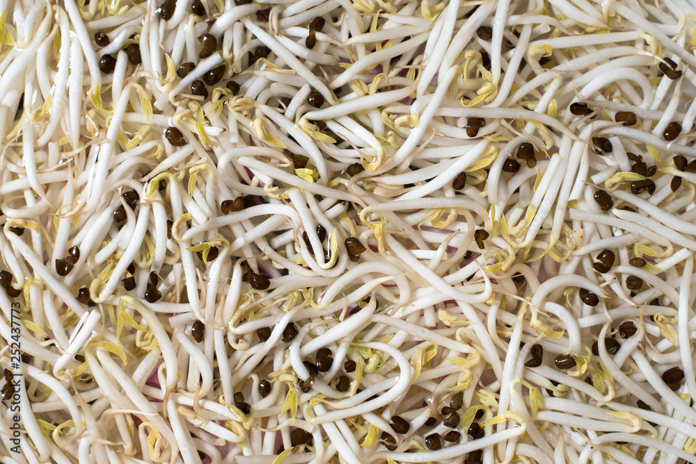full frame image of a soaked bean sprouts in water for cooking ingredients. Concept of a cooking preparation full frame image of a soaked bean sprouts in water for cooking ingredients. Concept of a cooking preparation
