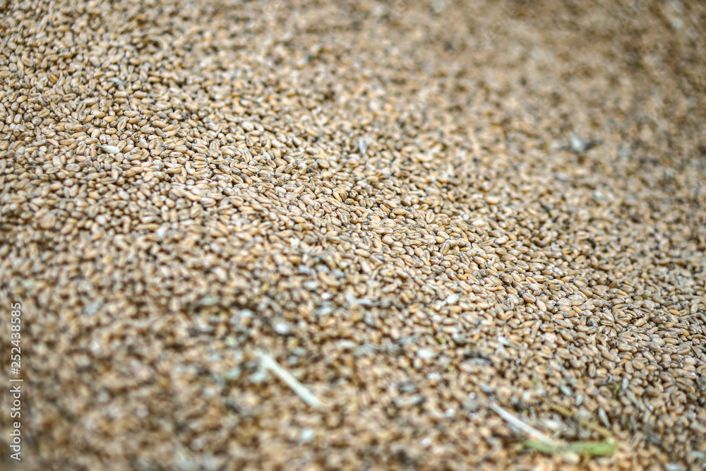 Texture of grains and golden seeds. Wheat and rye as food. Stock background, photo Texture of grains and golden seeds. Wheat and rye as food. Stock background, photo
