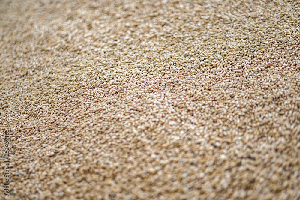 Texture of grains and golden seeds. Wheat and rye as food. Stock background, photo Texture of grains and golden seeds. Wheat and rye as food. Stock background, photo