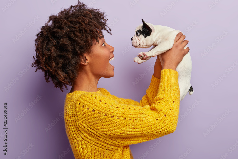 Sideways shot of emotional black woman holds playful little french bulldog,  chills with pet, glad to have obedient domestic animal, dressed in yellow  jumper, isolated on purple spends time with puppy Stock