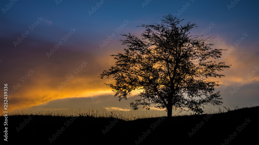Lonely tree after sunset