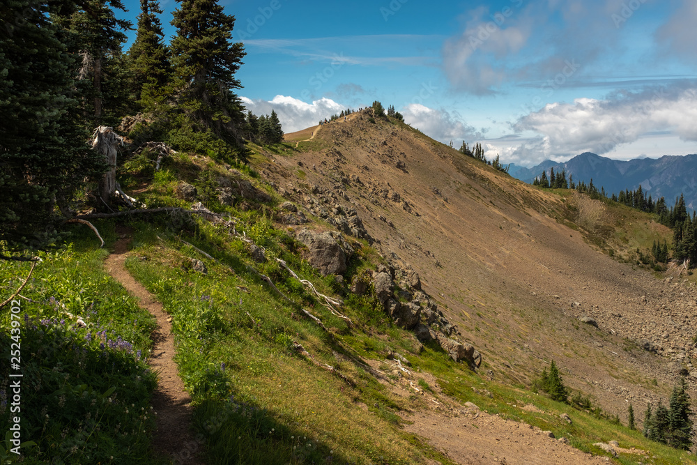 Fototapeta premium Walking along a narrow stretch of the Hurricane Hill Trail, Olympic National Park, Washington, USA