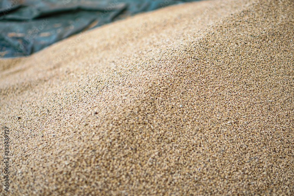 Texture of grains and golden seeds. Wheat and rye as food. Stock background, photo