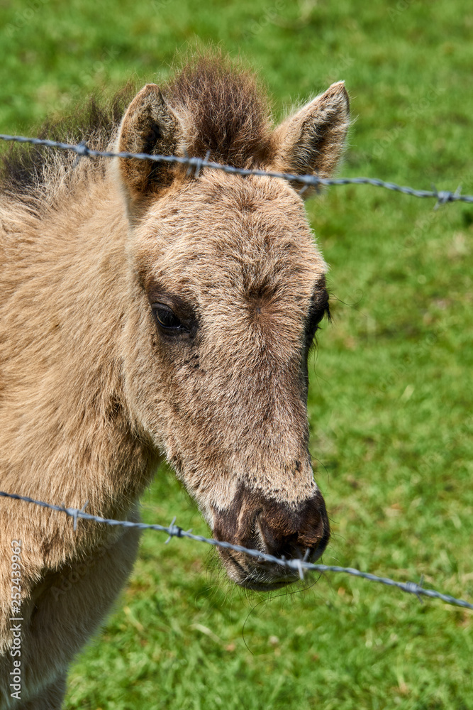 Donky or horse  behind fence