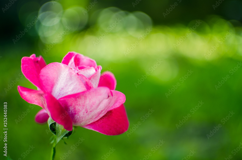 Blooms fragrant pink rose Blooms fragrant pink rose