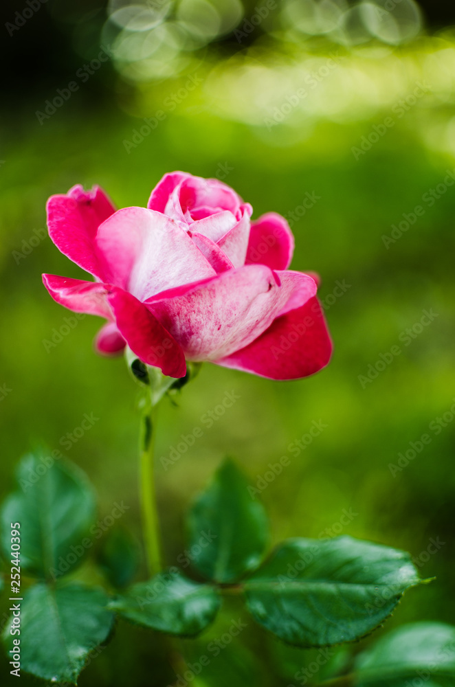 Blooms fragrant pink rose