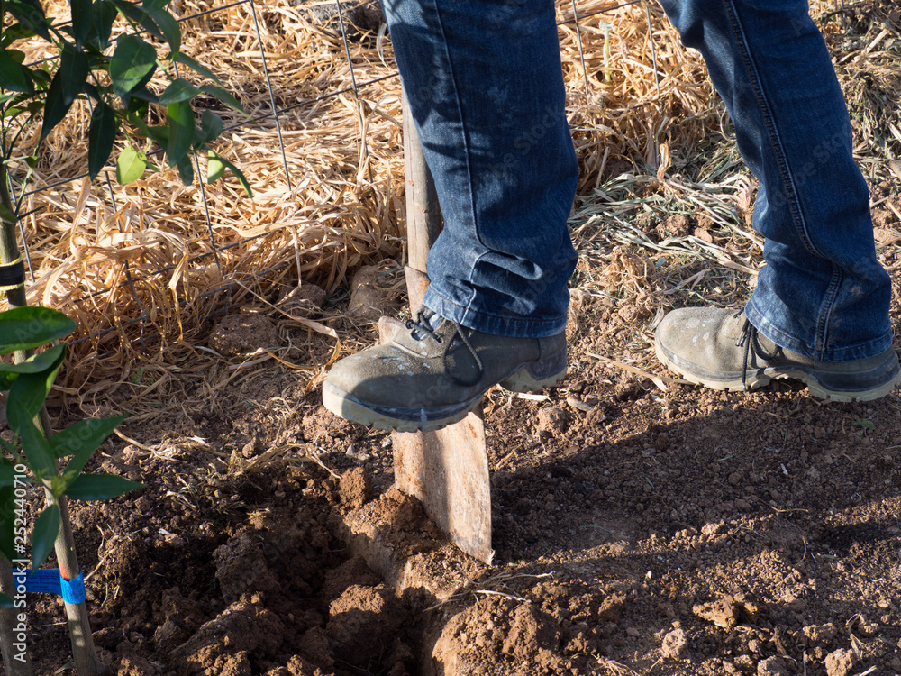 Fototapeta premium Digging in the garden