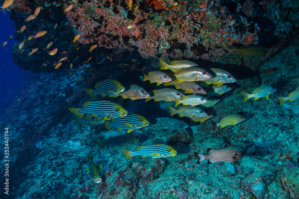Obraz premium School of fish at the Maldives