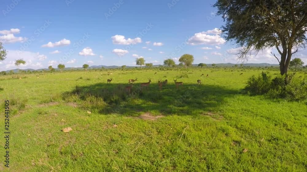 Impala in their natural habitat. African Safari mikumi Park. Impala pasture in the Savannah Impala in their natural habitat. African Safari mikumi Park. Impala pasture in the Savannah