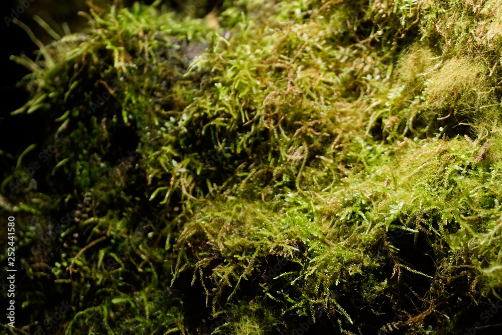 moss growing in illuminated cave wet rocks moss growing in illuminated cave wet rocks