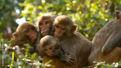 Group of rhesus macaques on rocks. Family of furry beautiful macaques gathering on rocks in nature and sleeping. Swayambhunath Stupa (Monkey Temple) in Kathmandu Nepal