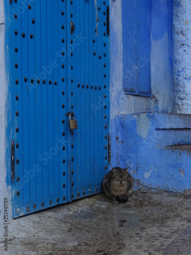 Gato durmiendo en un rincón del Pueblo Azul, Marruecos © NataliaSoledad