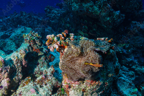 Fototapeta Naklejka Na Ścianę i Meble -  Anemone Fish and Coral at the Maldives