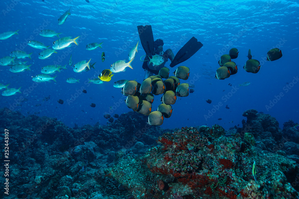 Fototapeta premium School of fish at the Maldives