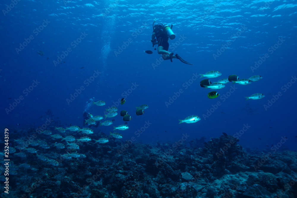 School of fish at the Maldives School of fish at the Maldives