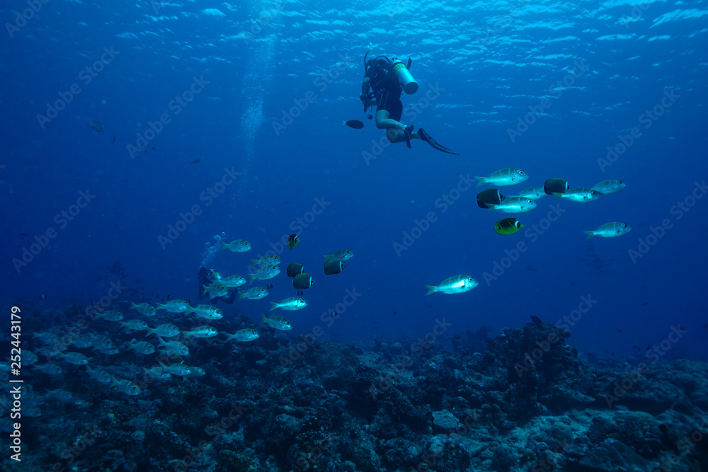 School of fish at the Maldives