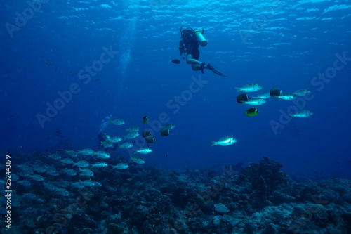 School of fish at the Maldives © Mina Ryad