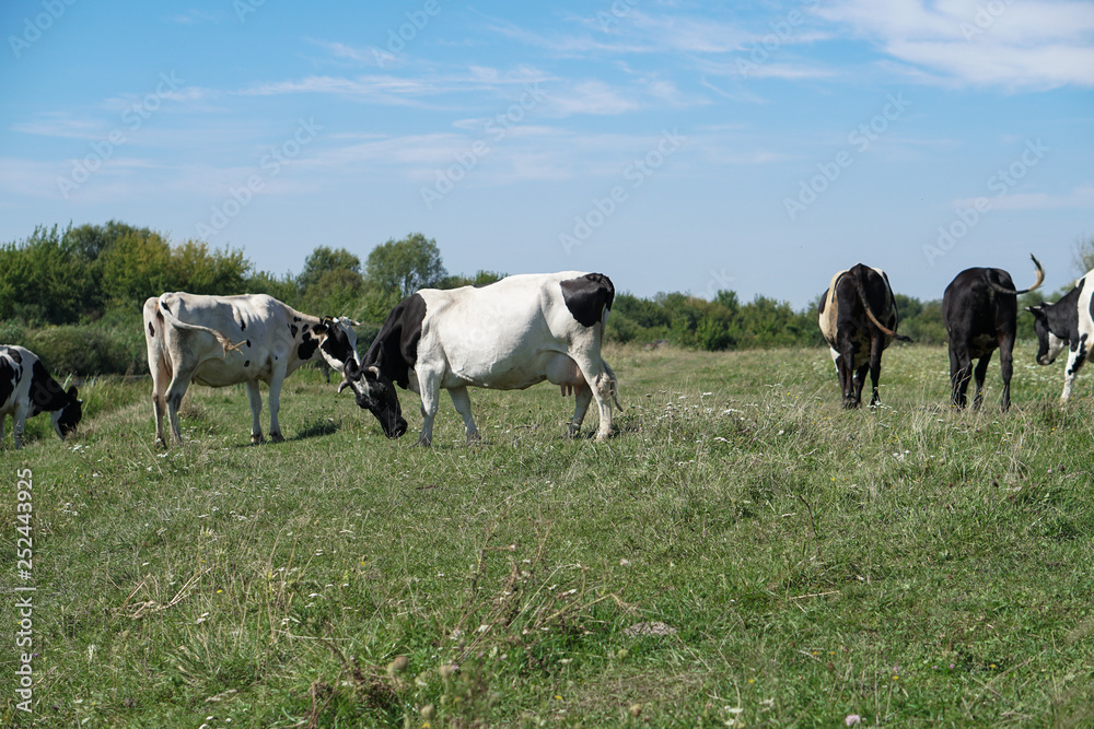 Pasture for cattle in summer in Europe. Cows in the field. Stock background, photo