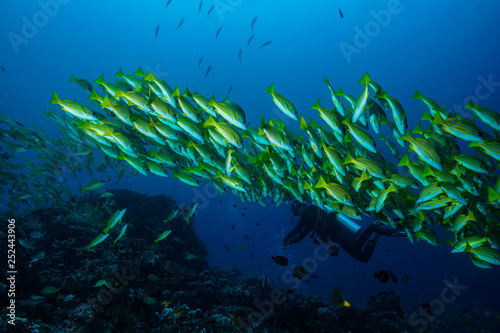 School of fish at the Maldives