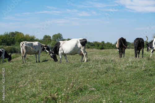 Pasture for cattle in summer in Europe. Cows in the field. Stock background  photo