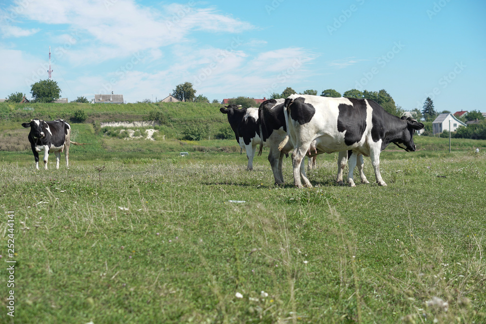 Pasture for cattle in summer in Europe. Cows in the field. Stock background, photo Pasture for cattle in summer in Europe. Cows in the field. Stock background, photo