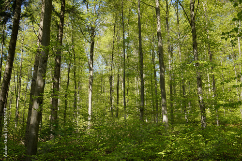 Fototapeta Naklejka Na Ścianę i Meble -  green forest scenery many trees