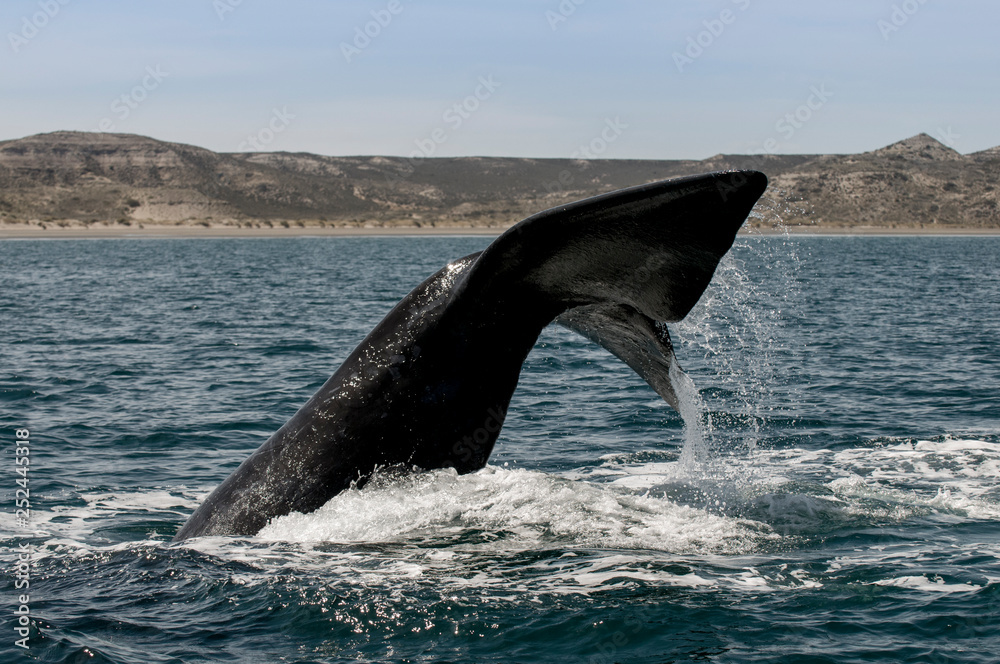 Fototapeta premium Whale tail in Peninsula Valdes,, Patagonia, Argentina