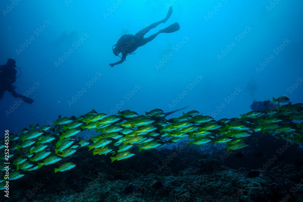 Fototapeta premium School of fish at the Maldives