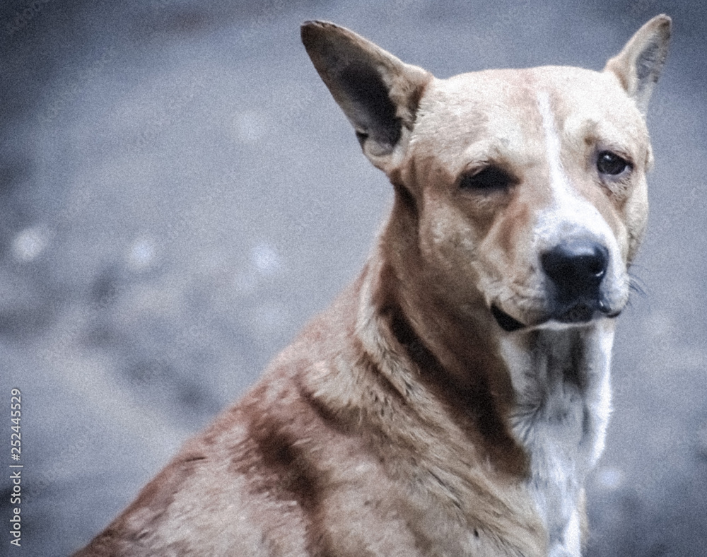 portrait of a street dog portrait of a street dog