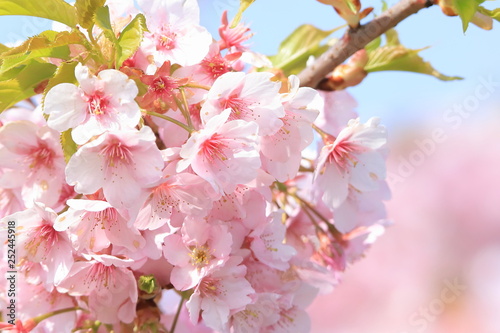 青空と河津桜　 Cherry Blossoms (Kawazu-zakura)	
