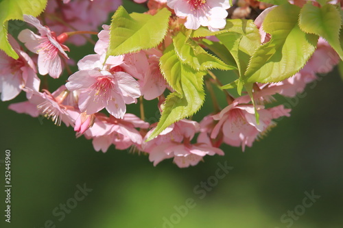 河津桜　 Cherry Blossoms (Kawazu-zakura)  © tera