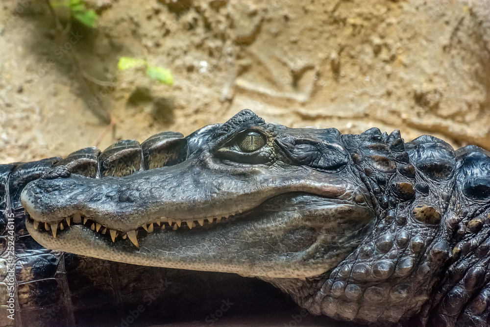Obraz premium coccodrillo