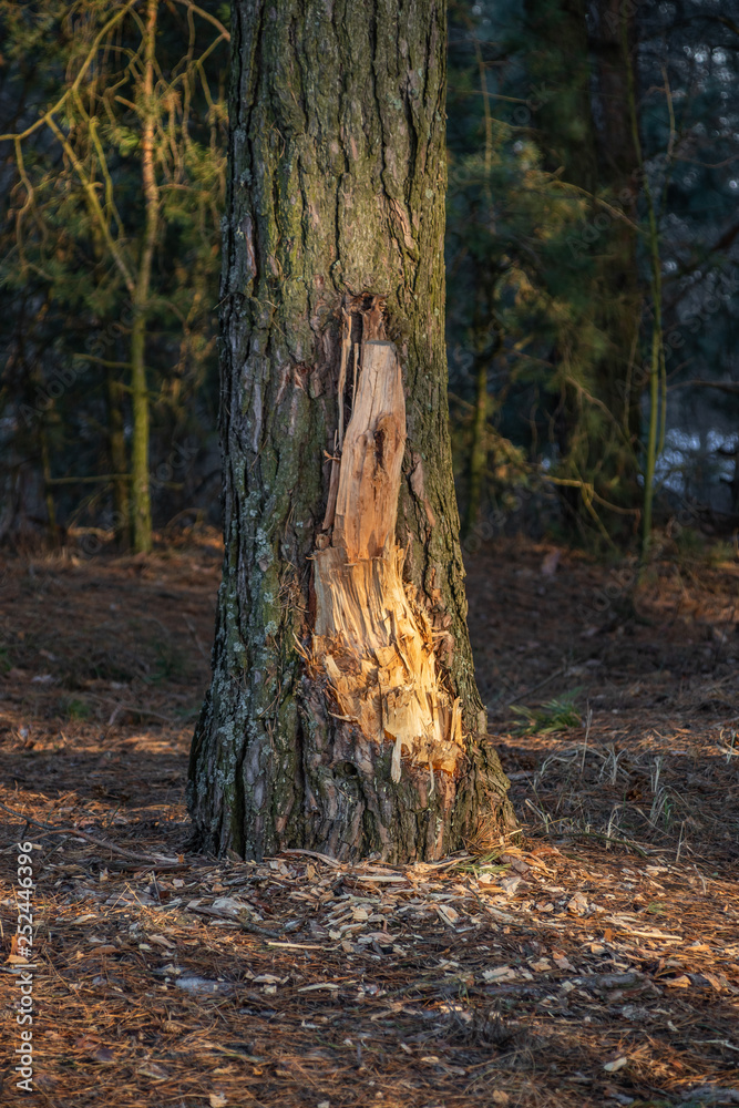 Pine with chopped bark man vandal in the forest. Pine with chopped bark man vandal in the forest.