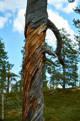 twisted tree photo