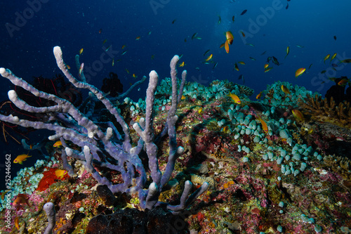 Fototapeta Naklejka Na Ścianę i Meble -  Coral reef at the Maldives