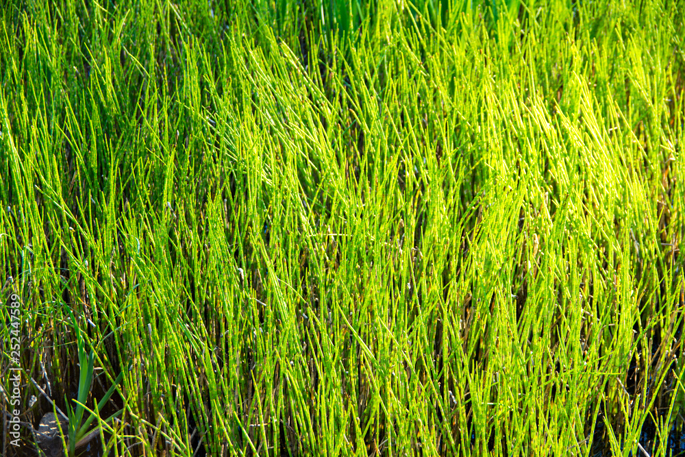 Growing aquatic plants in spring, Kirkkonummi, Finland Growing aquatic plants in spring, Kirkkonummi, Finland