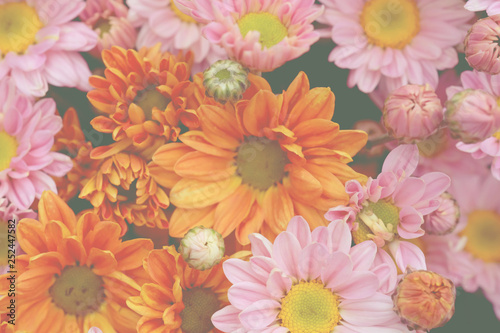 Colorful flowers chrysanthemum made with gradient for background Abstract texture Soft and Blurred style.postcard.