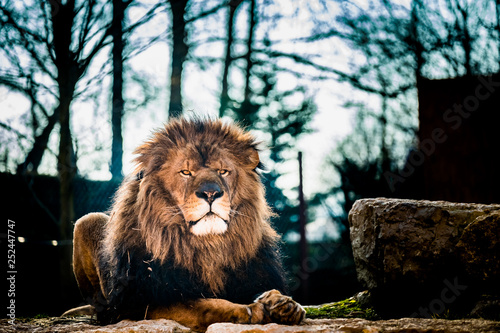 Portrait d un lion