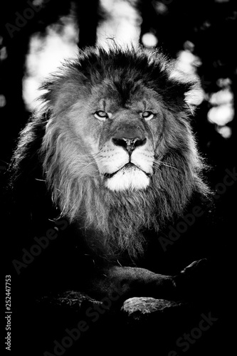 Portrait d un lion majestueux