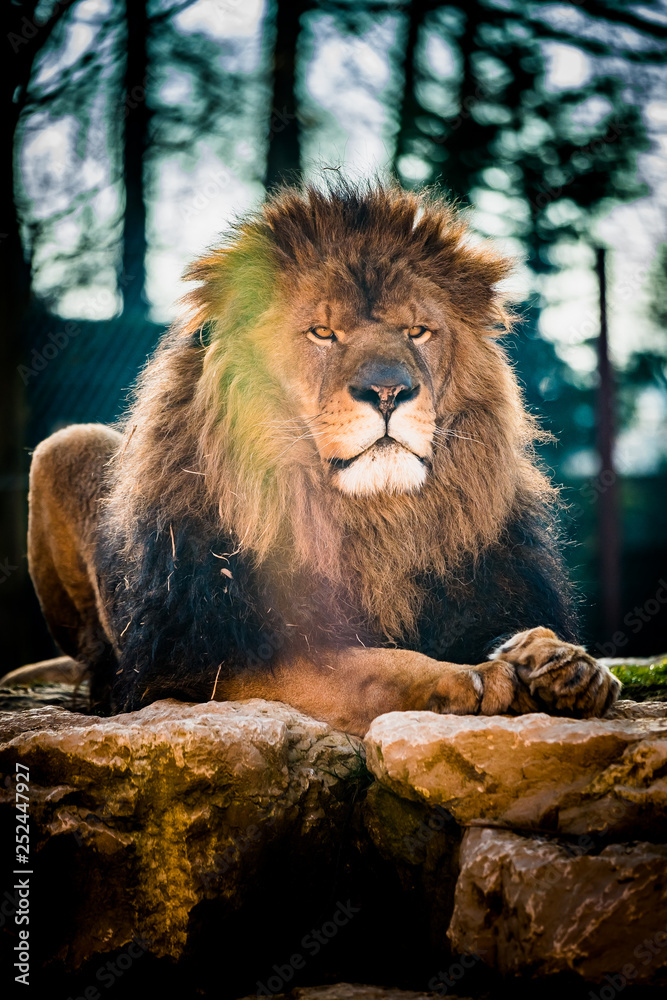 Naklejka premium Portrait d'un lion majestueux