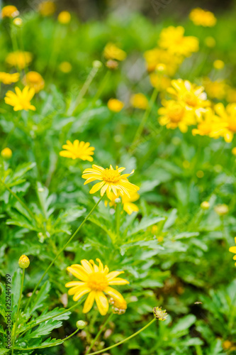 Meadow with green grass and yellow daisy flowers