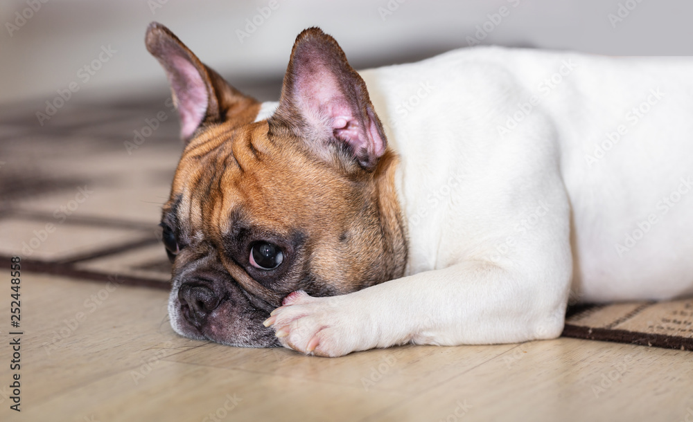 french bulldog breed french bulldog breed