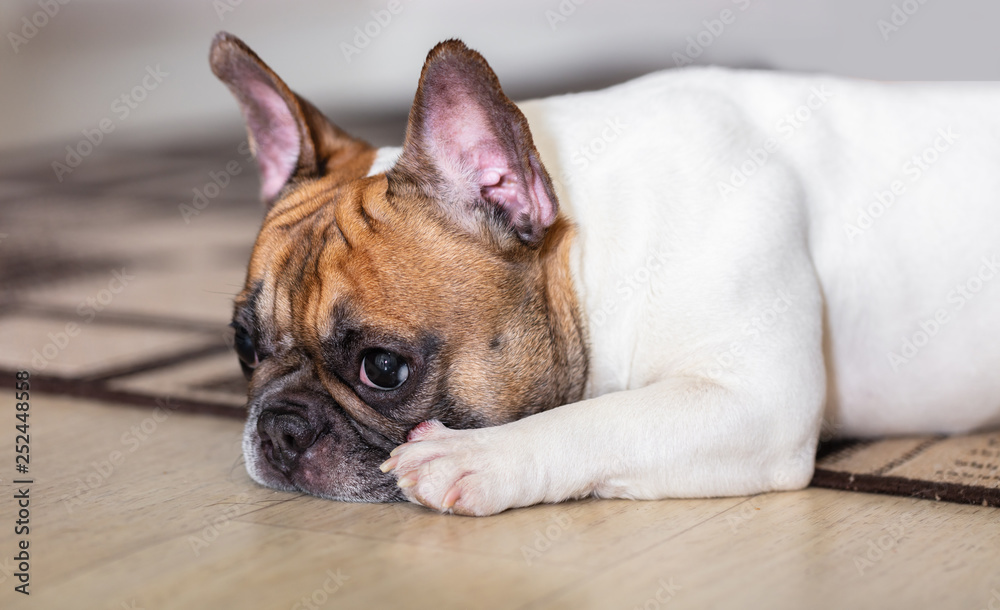 french bulldog breed